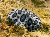 Phyllidiopsis_papilligera_(Black-spotted_Nudibranc.jpg