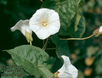 1_Calystegia_sepium.jpg