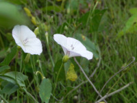 2_Convulvulus_arvensis.jpg