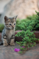 Kitten_in_Rizal_Park,_Manila.jpg