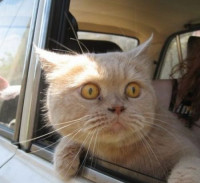 thumbs_scared_cat_in_car.jpg