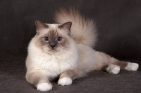 Long_haired_burmese_cat_2.jpg