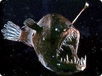 angler_fish_006[1].jpg