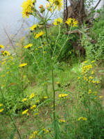 Hieracium-umbe_ли_.JPG