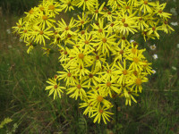 Senecio-jacobaea.JPG