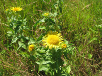 Inula-salicina.JPG