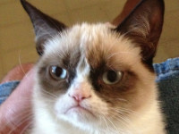 grumpy-cat-still-hates-everyone-at-south-by-southw.jpg