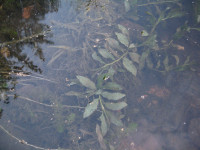 Potamogeton-lucens.JPG