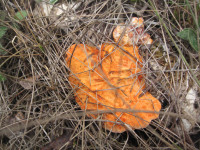 Picnoporus-cinnaborinus.JPG