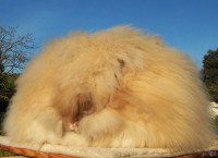 1330591345_angorskiy-krolik-angora-rabbit.jpg