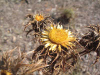 Carlina-biebersteinii-(2).JPG