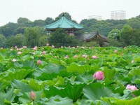 The-Shinobazu-Pond-is-a-pond-within-Ueno-Park.JPG