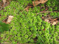 1.-Sphagnum-girgensohnii.JPG