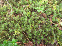 2.-Polytrichum-commune.JPG