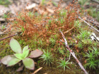 3.-Polytrichum-juniperinum-(2).JPG