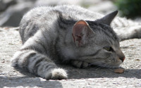 lying-sad-cat-1280x800.jpg