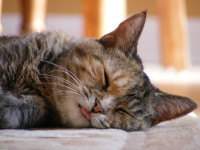 199-cute-cat-sleeping-background-800x600.jpg