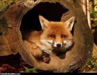 Fox_Hole.jpg