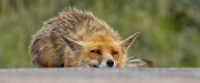 sad-fox-(1).jpg