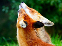 kartinki24_ru_animals_fox_0013.jpg