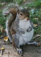 742px-Common_Squirrel.jpg