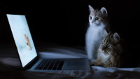 34034_cat_cats_watching_cats_on_monitor.jpg