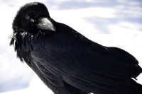 Snow_Crow.jpg