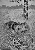 012-Cat-in-a-field.jpg