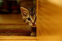 scared_kitten-(1).jpg