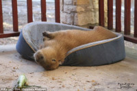 1374665475_capybara004[1].jpg