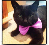 black-cat-pink-bow-tie.jpg