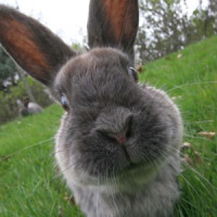 Rabbit-300x300.jpg