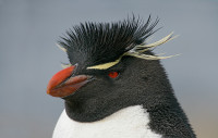 Rockhopper-Penguin.jpg