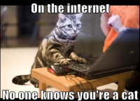 on-the-internet-nobody-knows-youre-a-cat.jpeg