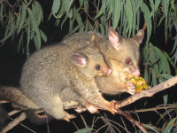 Brushtail_possum.jpg