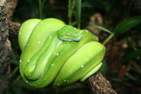 Green_Python_Berlin_Zoo.JPG