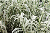 arundo1.jpg