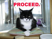 proceed-kitty.jpg