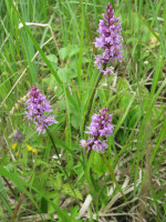 2.-Dactylorhiza-maculata.JPG