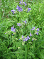 4.-Polemonium-caeruleum.JPG