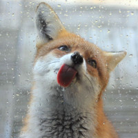 fox-window_2488028k-600x600.jpg