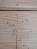 1.-Deschampsia-cespitosa.JPG