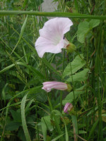 2.-Calystegia-sepium.JPG