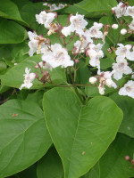 3.-Catalpa-bignonioides.JPG