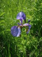 Iris-sibirica.JPG