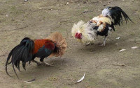 cock_fighting_08.jpg