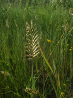 Agropyron-cristatum.JPG