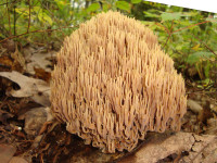 Ramaria_stricta_171867.jpg