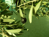 olive1.jpg