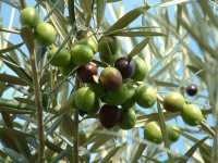 olive-trees.jpg